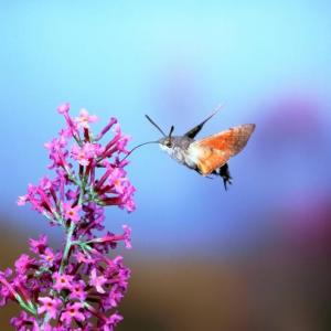 Nectar