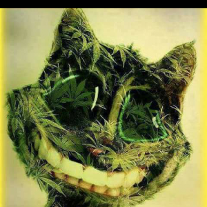 Le sourire du chat