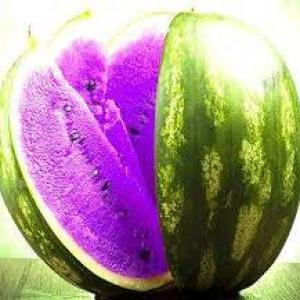 melon violette