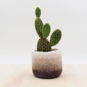 A l'ombre des catus