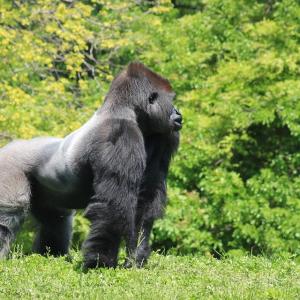 Monstre Hystérique